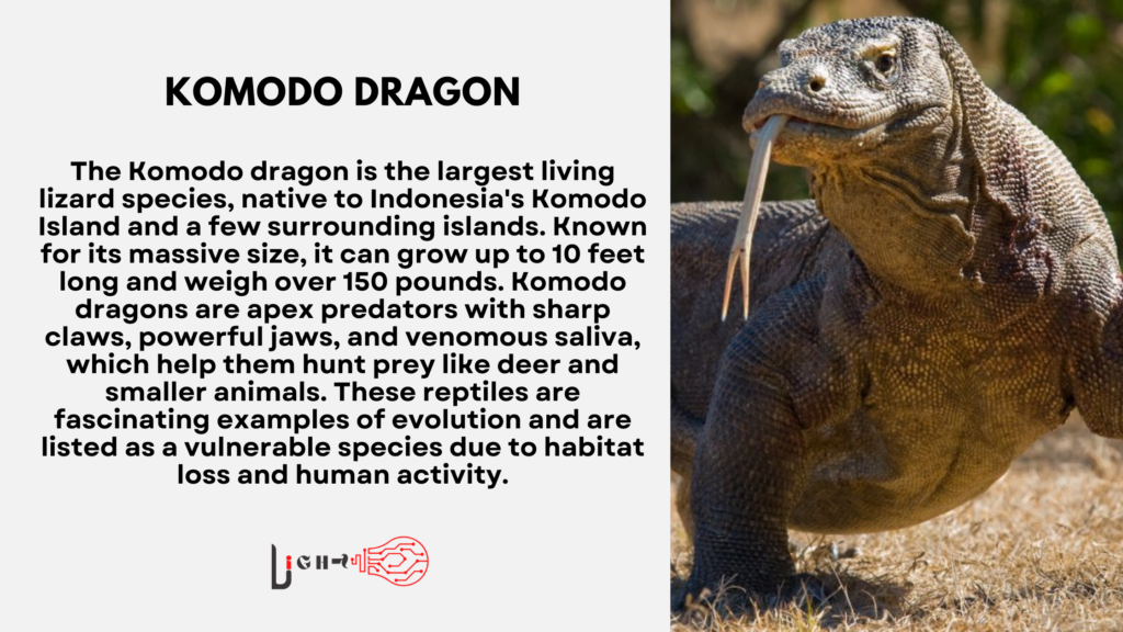 Komodo Dragon