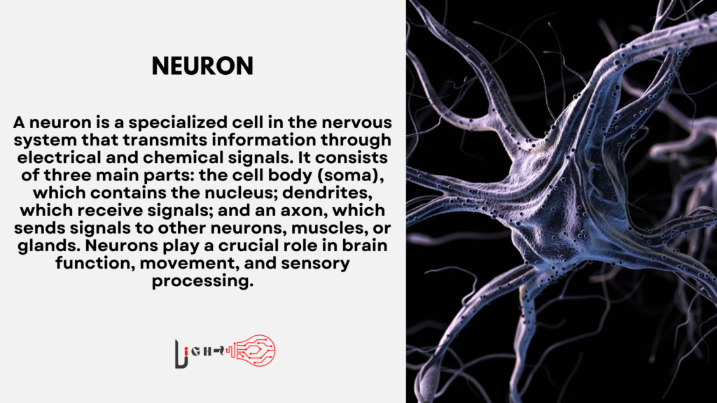 Neuron