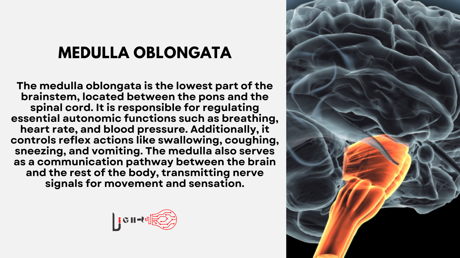 Medulla Oblongata